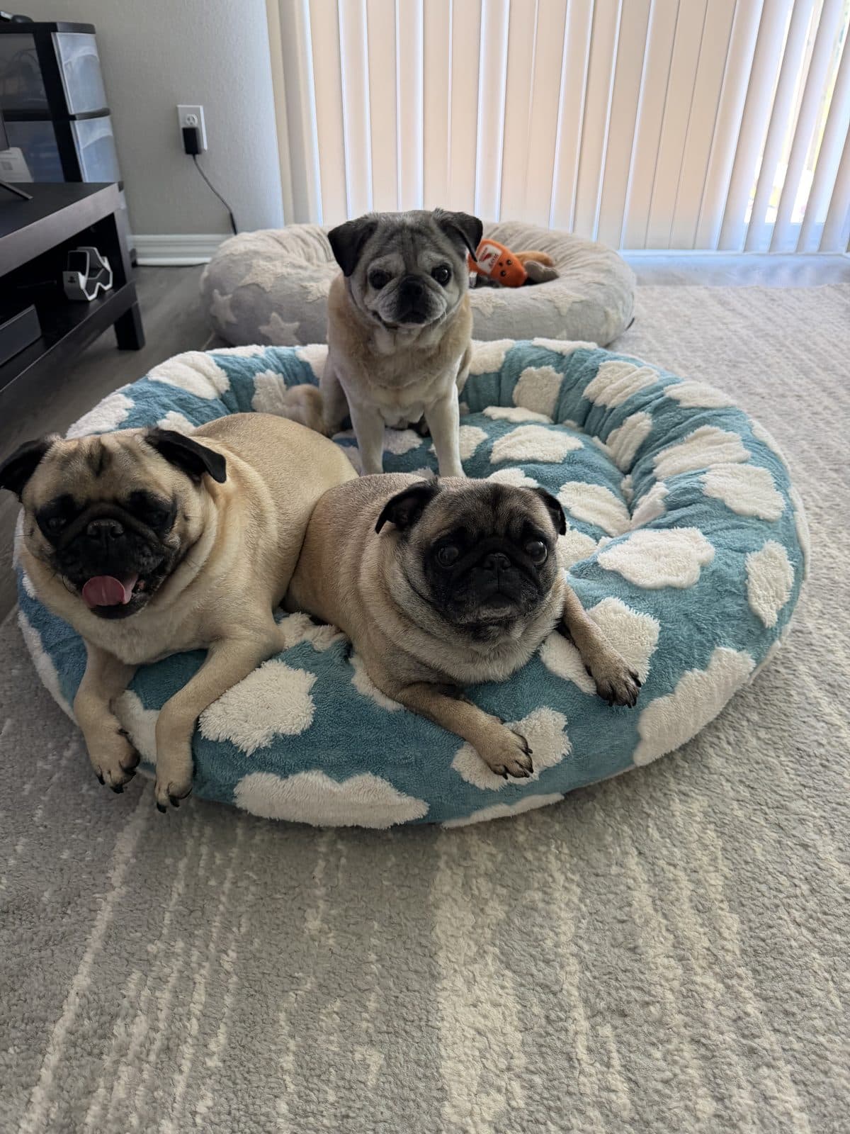 Loki, Luna and Titus, three pugs, on a round, plush donut bed in blue with a white cloud print, set on a gray rug in a sunlit living room. Two lounge in the bed and one stands on the rim.