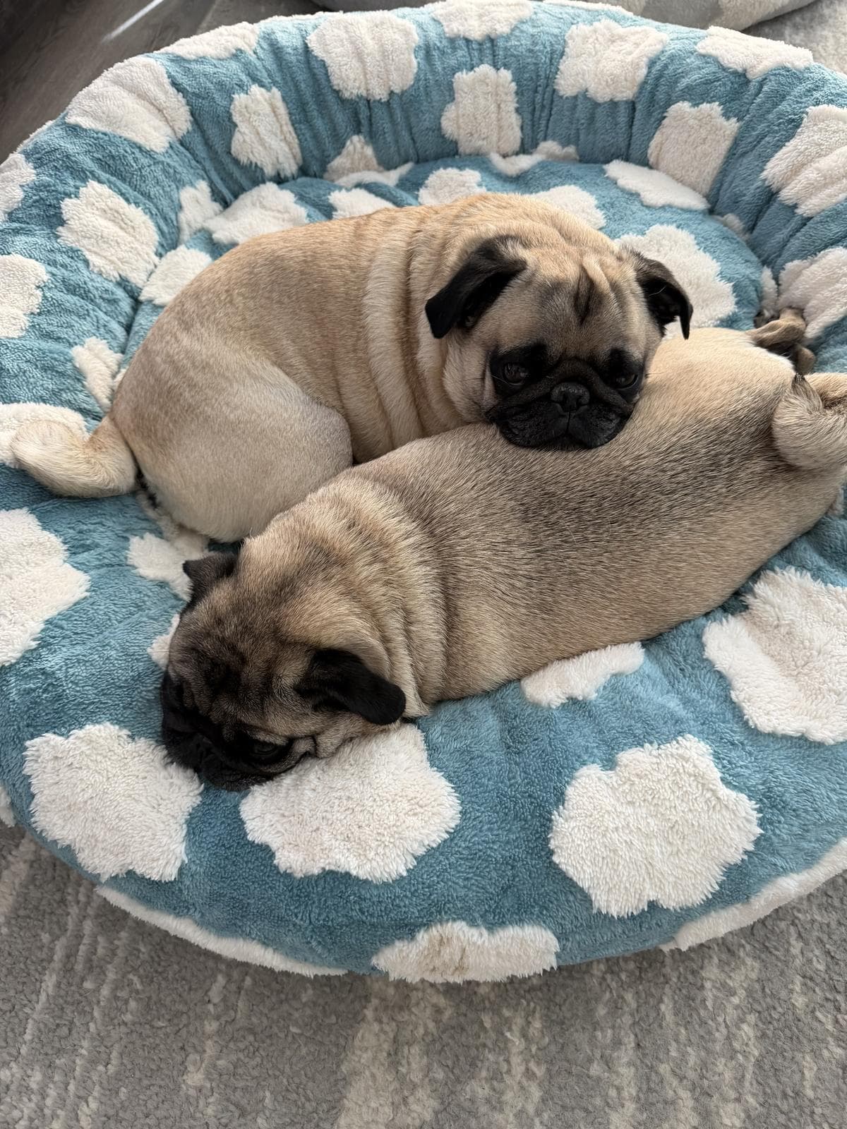 Loki and Luna, two fawn pugs, curled up asleep together in a blue and white cloud-print donut bed, heads resting against the raised rim.