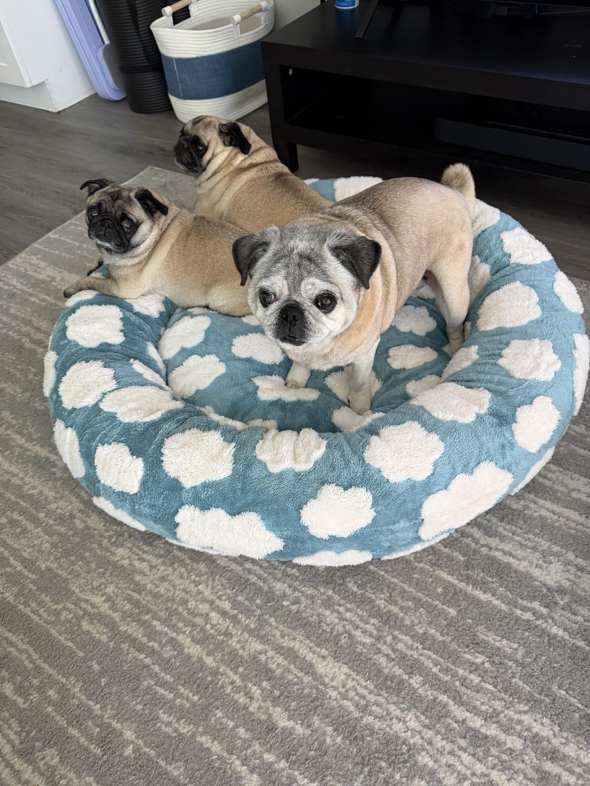 Titus, a senior pug with a white-gray face, stands front and center on a blue cloud-print donut bed while two more pugs lounge behind.
